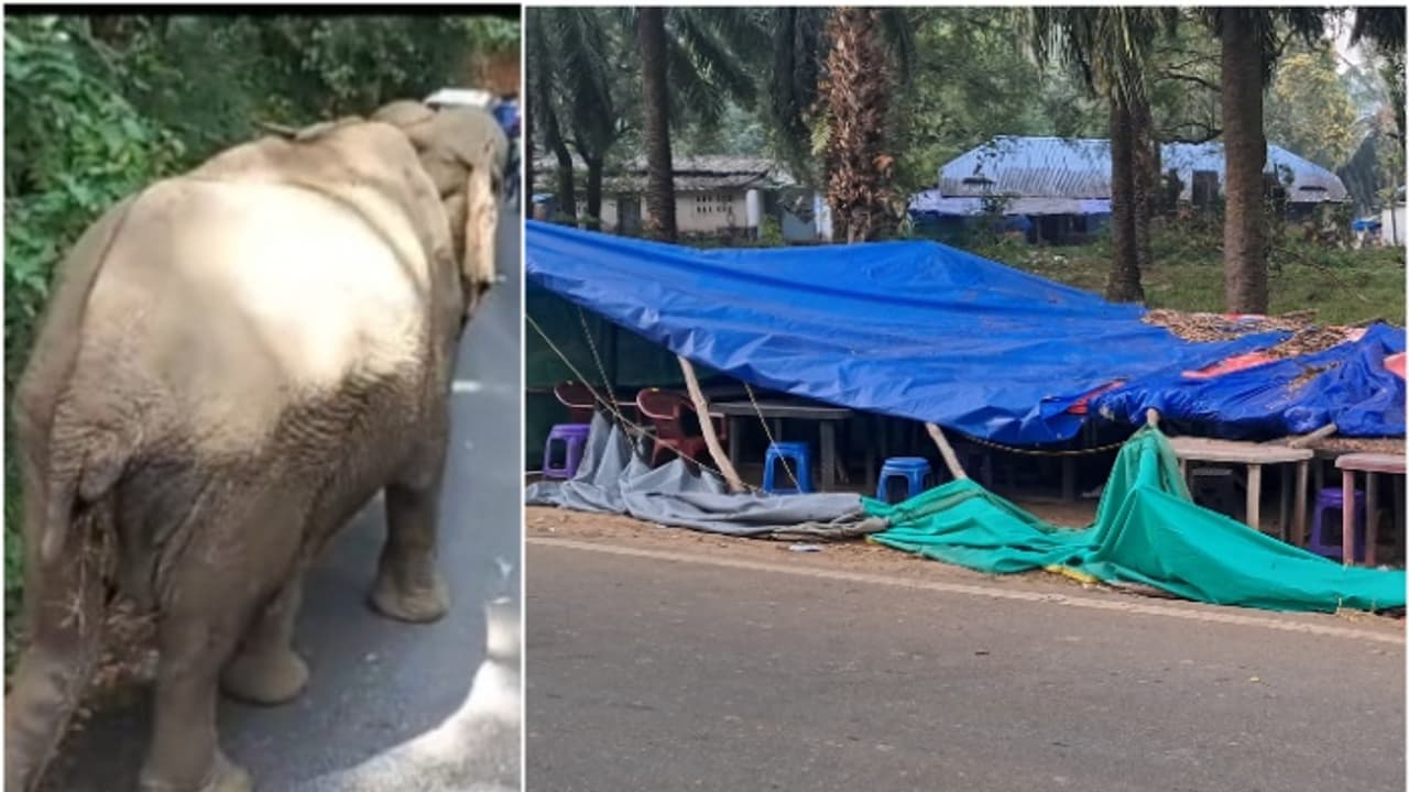 ഏത് നിമിഷവും നടുറോഡിൽ പ്രത്യക്ഷപ്പെടാം, പേടിസ്വപ്നമായി കബാലിയും ഗണപതിയും; 10 വർഷത്തിൽ പൊലിഞ്ഞത് 6 ജീവൻ ഏത് നിമിഷവും നടുറോഡിൽ പ്രത്യക്ഷപ്പെടാം, പേടിസ്വപ്നമായി കബാലിയും ഗണപതിയും; 10 വർഷത്തിൽ പൊലിഞ്ഞത് 6 ജീവൻ
