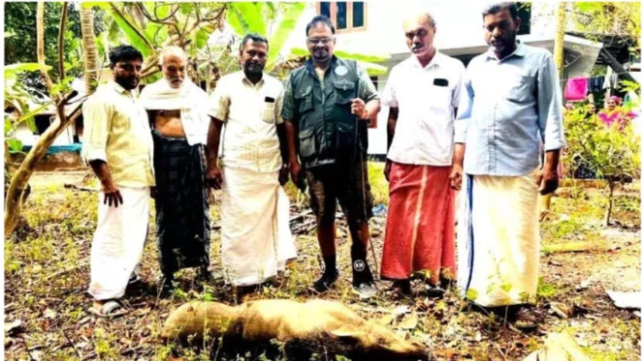 കൃഷിനാശം, ജീവന് ഭീഷണി; മലപ്പുറത്ത് 90 കിലോ ഭാരമുള്ള കാട്ടുപന്നിയെ വെടിവെച്ചു കൊന്ന് നാട്ടുകാര്‍ 