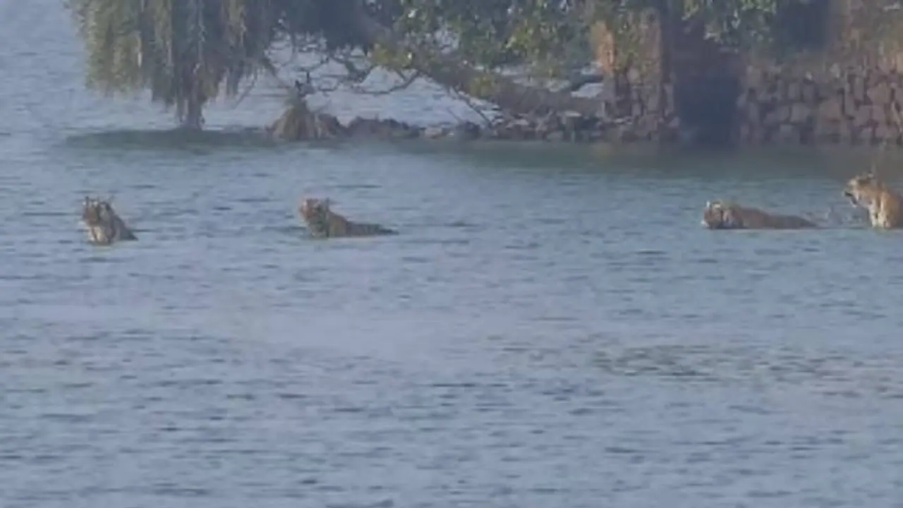 അപൂർവങ്ങളില്‍ അപൂര്‍വം ഈ ദൃശ്യങ്ങൾ; 'രൺതംബോറിലെ രാജ്ഞി', മക്കൾക്കൊപ്പം തടാകം മുറിച്ചു കടക്കുന്ന റിദ്ധി