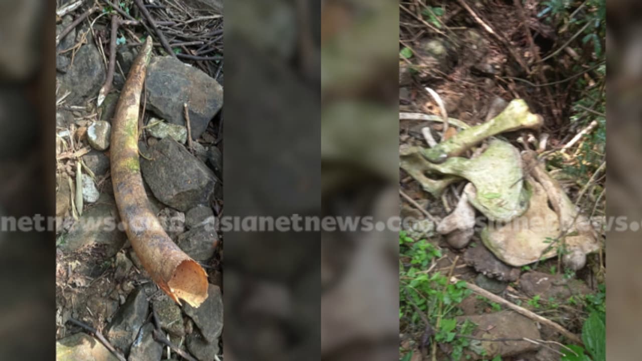 അഴുകി അസ്ഥി മാത്രം ബാക്കി! മണ്ണാർക്കാട് സ്വകാര്യ വ്യക്തിയുടെ എസ്റ്റേറ്റിൽ കൊമ്പനാനയുടെ ജഡം കണ്ടെത്തി അഴുകി അസ്ഥി മാത്രം ബാക്കി! മണ്ണാർക്കാട് സ്വകാര്യ വ്യക്തിയുടെ എസ്റ്റേറ്റിൽ കൊമ്പനാനയുടെ ജഡം കണ്ടെത്തി