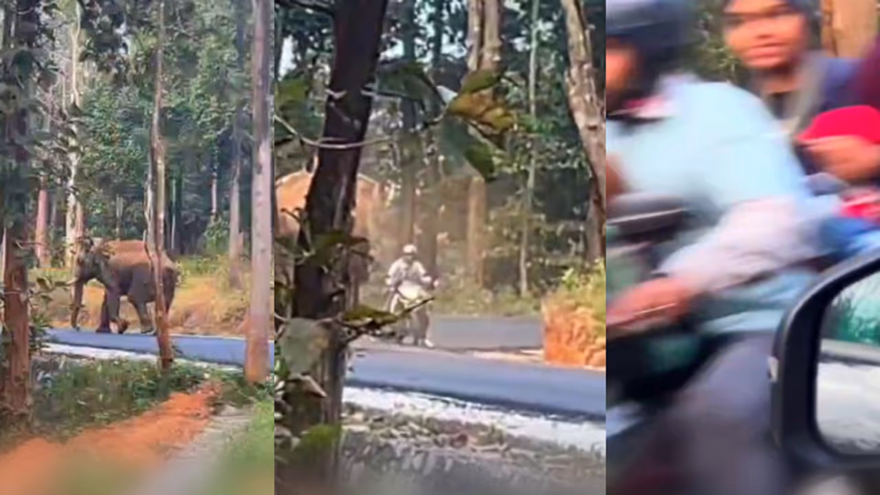 നടുക്കുന്ന ദൃശ്യങ്ങൾ! ബൈക്കിൽ അമ്മയും കുഞ്ഞും, ആക്രമിക്കാൻ പാഞ്ഞടുത്ത് കാട്ടാന, അത്ഭുതകരമായ രക്ഷപ്പെടൽ നടുക്കുന്ന ദൃശ്യങ്ങൾ! ബൈക്കിൽ അമ്മയും കുഞ്ഞും, ആക്രമിക്കാൻ പാഞ്ഞടുത്ത് കാട്ടാന, അത്ഭുതകരമായ രക്ഷപ്പെടൽ