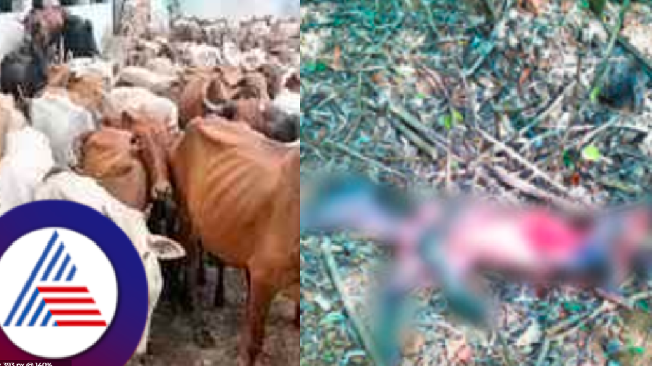 Karnataka police detain 5 for brutal slaughter of pregnant cow, calf in Uttara Kannada Karnataka police detain 5 for brutal slaughter of pregnant cow, calf in Uttara Kannada