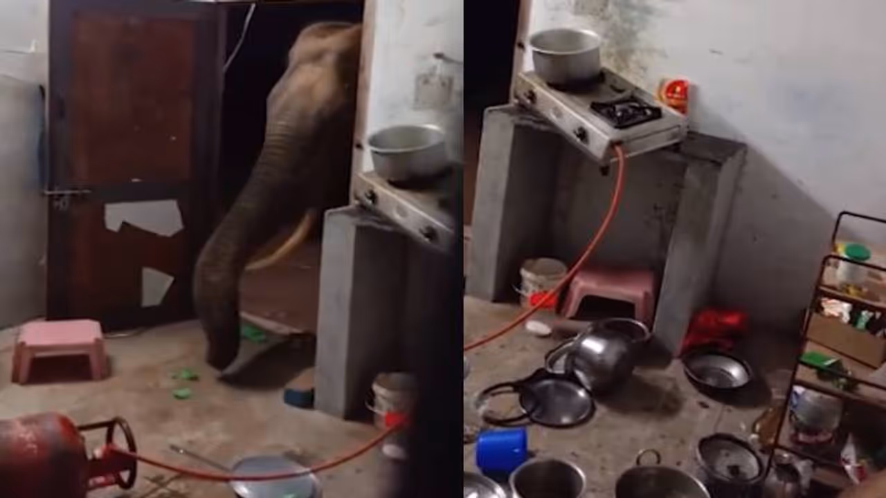 നടുക്കുന്ന ദൃശ്യങ്ങൾ; കൊയമ്പത്തൂരിലെ 'അരിക്കൊമ്പൻ'? രാത്രിയിൽ വീട്ടിൽക്കയറി, അരിച്ചാക്കുമായി ആന പുറത്തേക്ക്