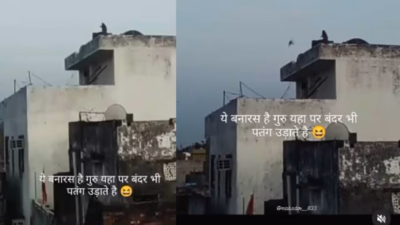 ഇവിടെ വാടാ; പിന്നെയും വൈറലായി ആ വീഡിയോ, നൂലിൽ പിടിച്ചുതാഴ്ത്തി പട്ടം കൈക്കലാക്കുന്ന കുരങ്ങൻ