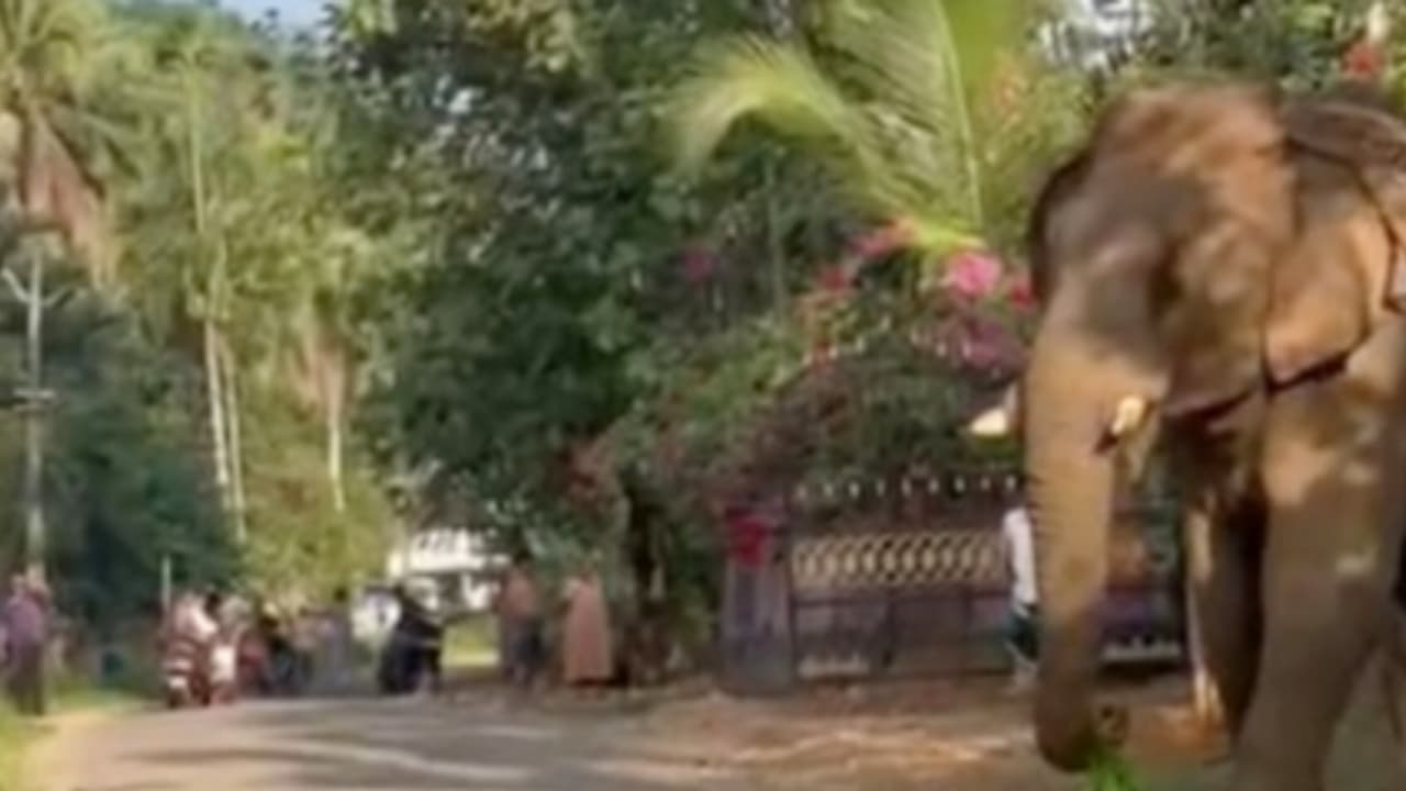 ചാലക്കുടി അതിരപ്പള്ളി ജനവാസ മേഖലയില് കാട്ടാനക്കൂട്ടമിറങ്ങി; വൻ കൃഷി നാശം ചാലക്കുടി അതിരപ്പള്ളി ജനവാസ മേഖലയില് കാട്ടാനക്കൂട്ടമിറങ്ങി; വൻ കൃഷി നാശം