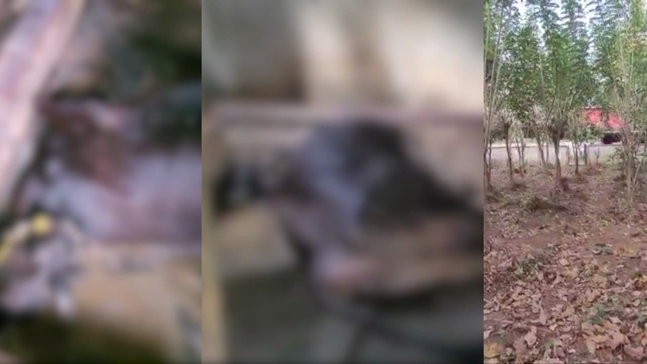 തൃശൂരിൽ വിഷപ്പുല്ല് തിന്ന് 4 പശുക്കള്‍ ചത്തു; ക്ഷീകര്‍ഷകര്‍ക്ക് മുന്നറിയിപ്പുമായി വെറ്ററിനറി ഡോക്ടര്‍മാര്‍