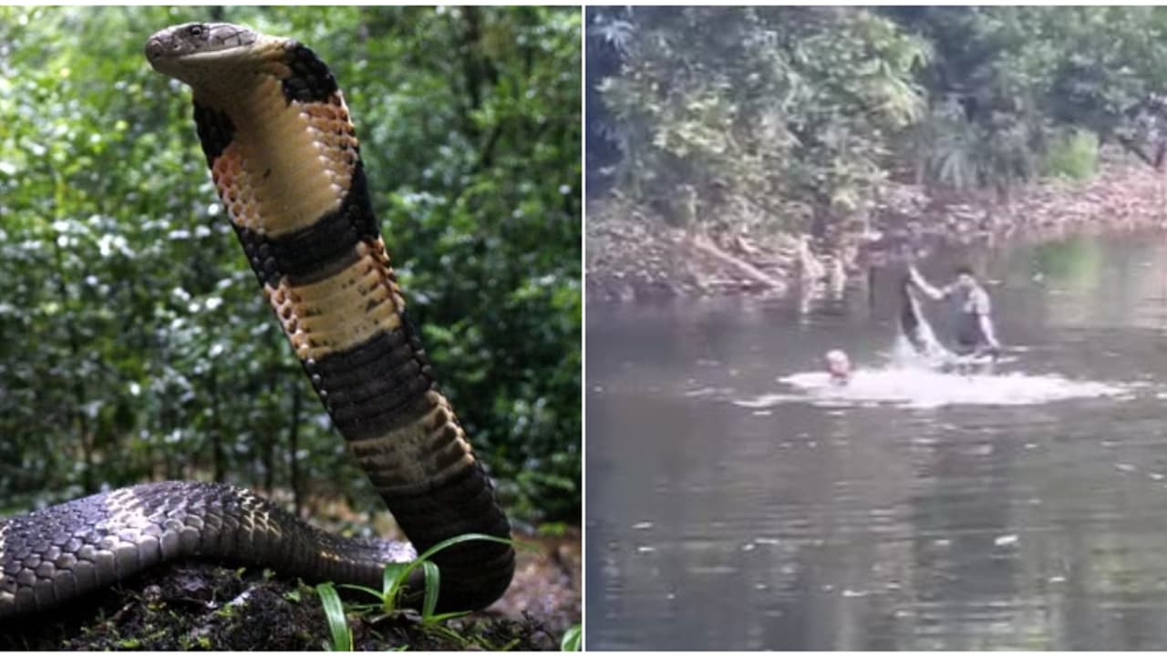 കുളിക്കടവിൽ രാജവെമ്പാല സ്ഥിരം കാഴ്ച്ച; വെള്ളത്തിലിറങ്ങി സാഹസികമായി പിടികൂടി ഫോറസ്റ്റ് സ്ട്രെക്കിങ് ഫോഴ്സ് കുളിക്കടവിൽ രാജവെമ്പാല സ്ഥിരം കാഴ്ച്ച; വെള്ളത്തിലിറങ്ങി സാഹസികമായി പിടികൂടി ഫോറസ്റ്റ് സ്ട്രെക്കിങ് ഫോഴ്സ്