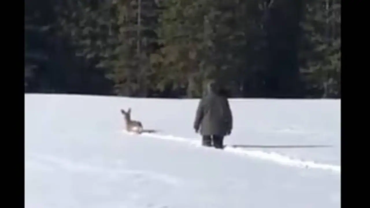 കയ്യടിക്കണം ഈ മനസിന്; വൈറലായി വീഡിയോ, മഞ്ഞിൽ കുടുങ്ങി മാൻ, രക്ഷപ്പെടാൻ വഴികാട്ടി ഒരു ഹീറോ