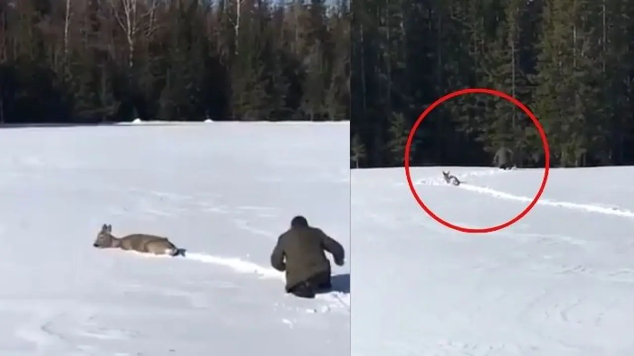 ಮಾನವೀಯತೆ ಜೀವಂತವಾಗಿದೆ ಎನ್ನುವುದಕ್ಕೆ ಸಾಕ್ಷಿಯಾದ ಜಿಂಕೆ ರಕ್ಷಣೆ ವೀಡಿಯೋ.. ನೀವೂ ಒಮ್ಮೆ ನೋಡಿ.!