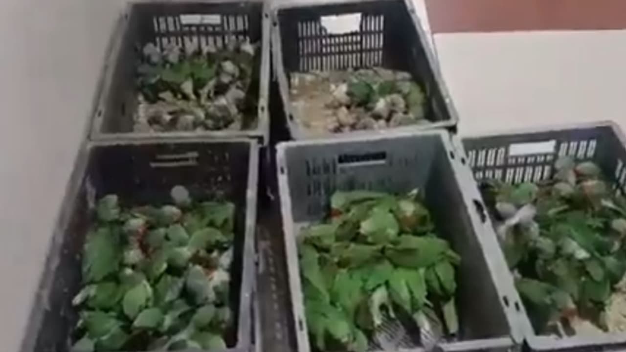 സംശയം തോന്നി ബൈക്ക് തടഞ്ഞുനിർത്തി പരിശോധിച്ചപ്പോൾ 110 അലക്സാൻഡ്രൈൻ തത്തകൾ,യുവാവ് പിടിയിൽ സംശയം തോന്നി ബൈക്ക് തടഞ്ഞുനിർത്തി പരിശോധിച്ചപ്പോൾ 110 അലക്സാൻഡ്രൈൻ തത്തകൾ,യുവാവ് പിടിയിൽ