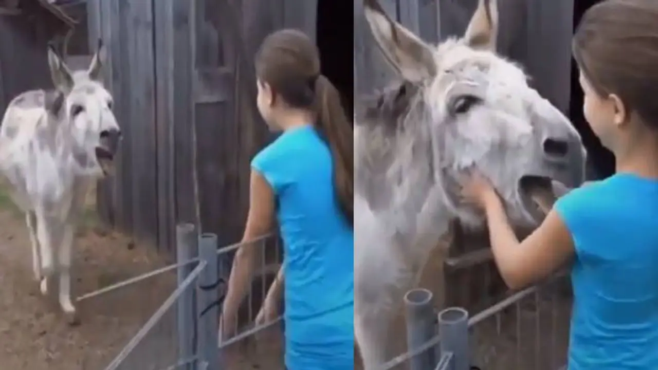 'ഇതൊക്കെയല്ലേ പരിശുദ്ധമായ സ്നേഹം?'; അതിവൈകാരികം ഈ കാഴ്ച, കഴുതയ്‍ക്ക് ഇങ്ങനെ കഴിയുമോ എന്ന് നെറ്റിസൺസ്