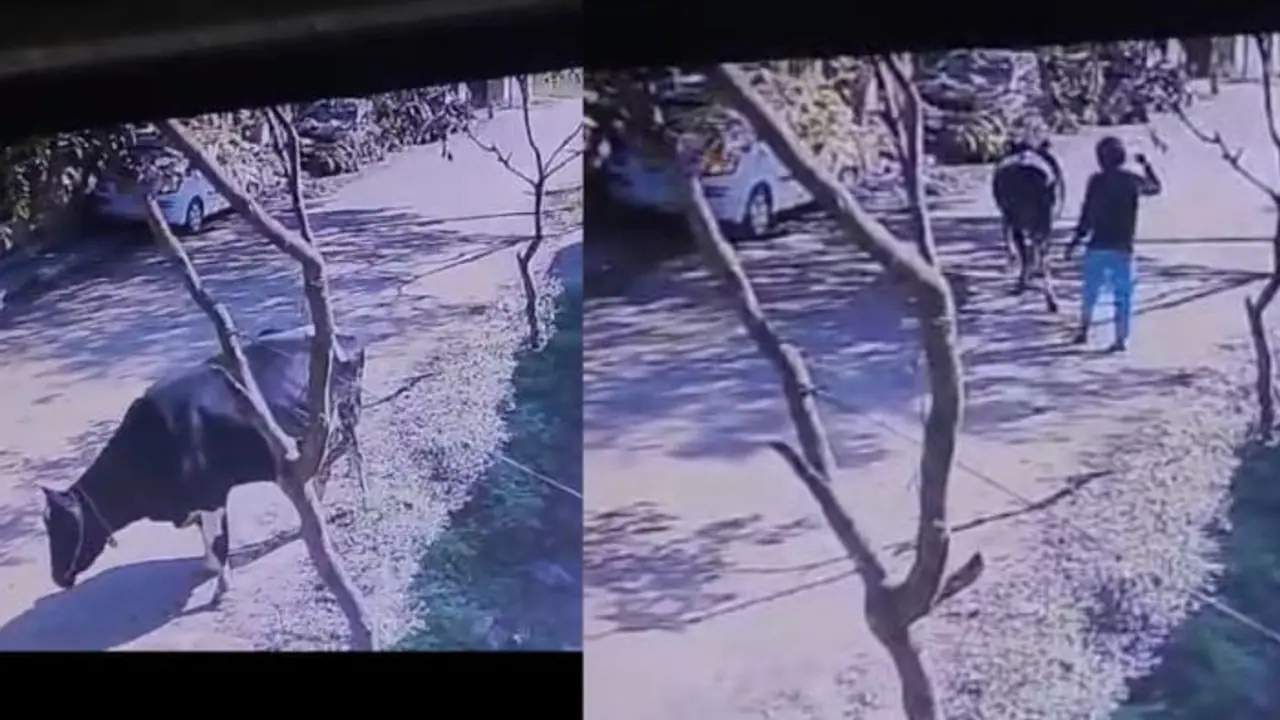 Bengaluru: Man wearing helmet steals 3 cows worth Rs 2 lakh in Chamrajpet; 1 arrested