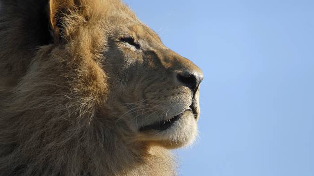 ഫാമുടമ പോലും അറിഞ്ഞില്ല, മൊബൈലുമായി യുവാവ് സിംഹത്തിന്റെ കൂട്ടിൽ, വീഡിയോ ചിത്രീകരിക്കുന്നതിനിടെ ആക്രമണം ഫാമുടമ പോലും അറിഞ്ഞില്ല, മൊബൈലുമായി യുവാവ് സിംഹത്തിന്റെ കൂട്ടിൽ, വീഡിയോ ചിത്രീകരിക്കുന്നതിനിടെ ആക്രമണം