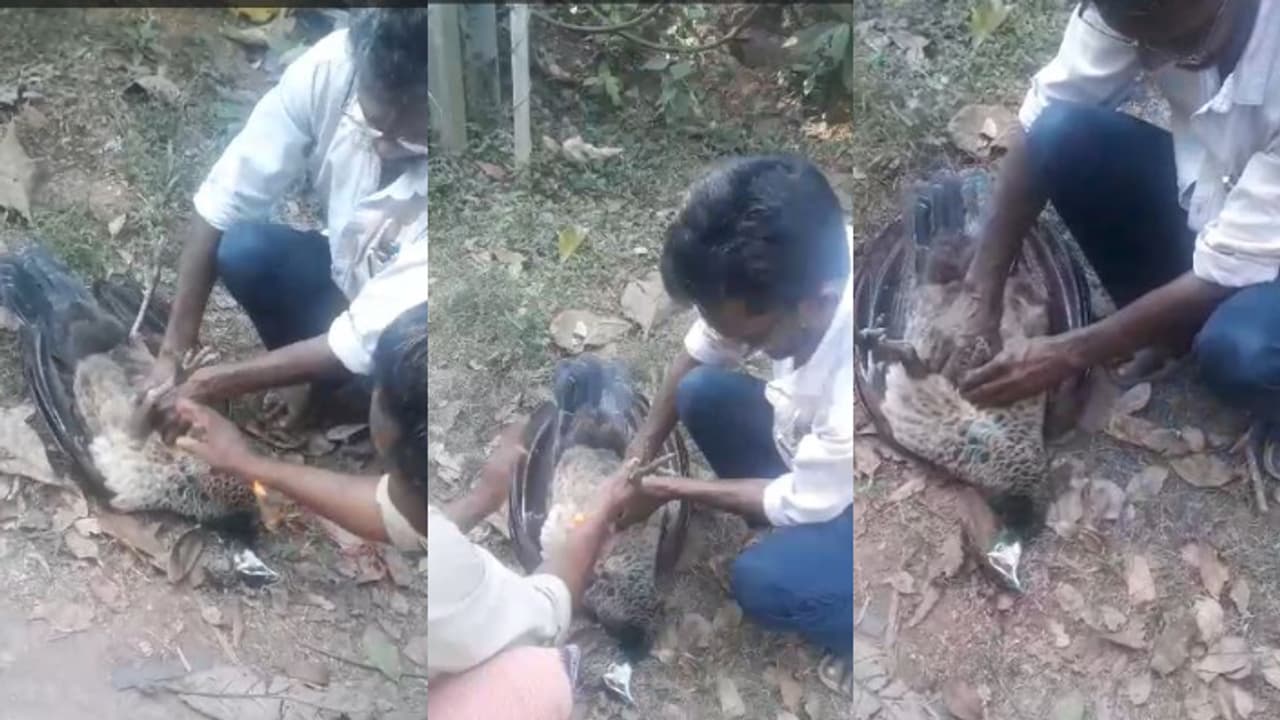 വടകരയിൽ ട്രാൻസ്ഫോർമറിൽ നിന്ന് ഷോക്കേറ്റ് വീണ് മയിൽ, സിപിആർ നൽകി രക്ഷിക്കാൻ ശ്രമിച്ചെങ്കിലും അന്ത്യം വടകരയിൽ ട്രാൻസ്ഫോർമറിൽ നിന്ന് ഷോക്കേറ്റ് വീണ് മയിൽ, സിപിആർ നൽകി രക്ഷിക്കാൻ ശ്രമിച്ചെങ്കിലും അന്ത്യം