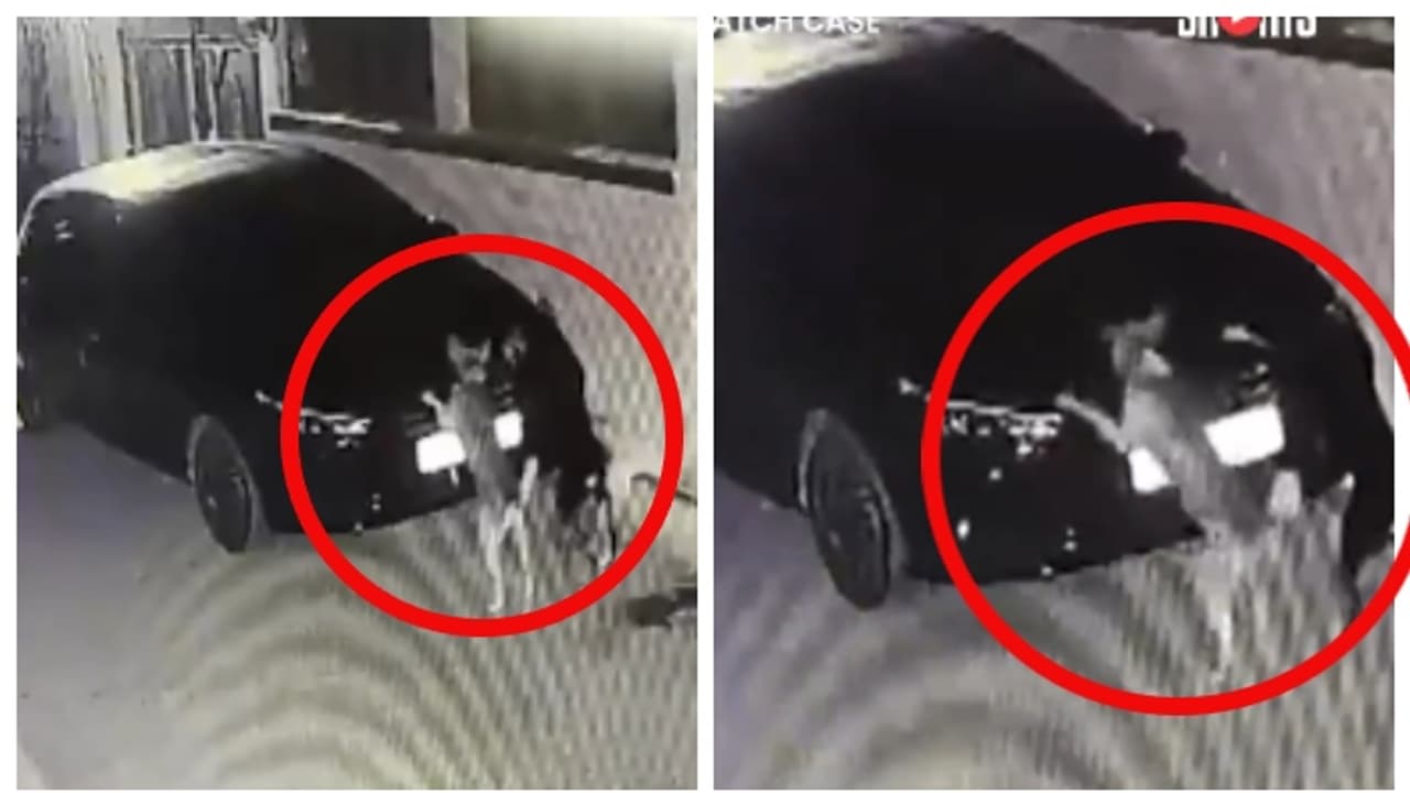 ഇടിച്ചിട്ട കാറിനെ കാത്തിരുന്ന് പക തീര്‍ത്ത് നായ; കാറുടമയ്ക്ക് നഷ്ടം 15,000 രൂപ