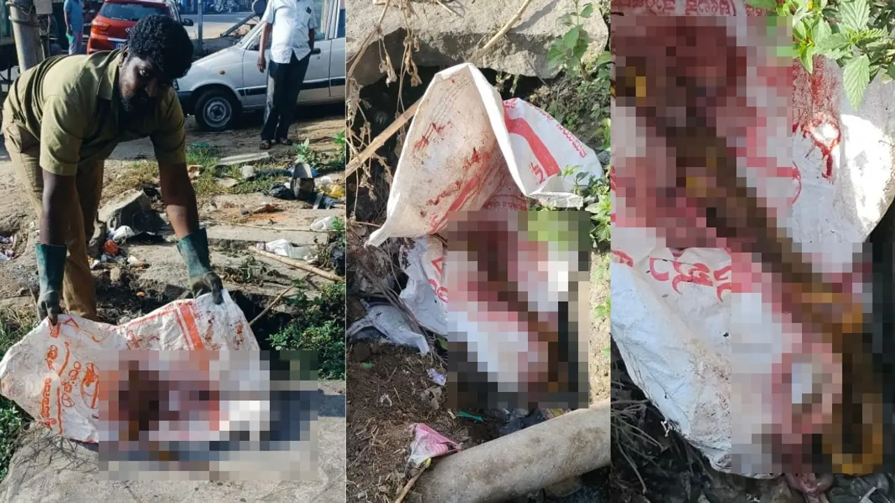 Hassan SHOCKER! Dozens of snakes skinned, discarded in drain at Holenarasipur, locals concerned