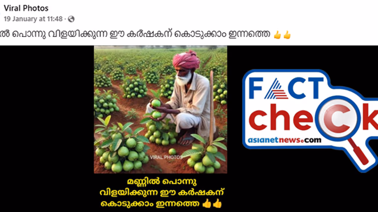 കുഞ്ഞ് ചെടിയില്‍ ഇലകളേക്കാള്‍ കൂടുതല്‍ പേരക്ക! ചിത്രത്തിന്‍റെ സത്യാവസ്ഥ Fact Check 