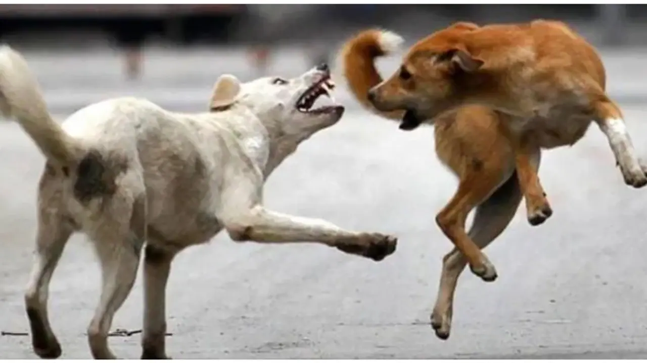 ஆபத்தான வெறிநாய்களை கருணைக்கொலை செய்யலாம்! தமிழக அரசுக்கு யோசனை சொல்லும் அன்புமணி !