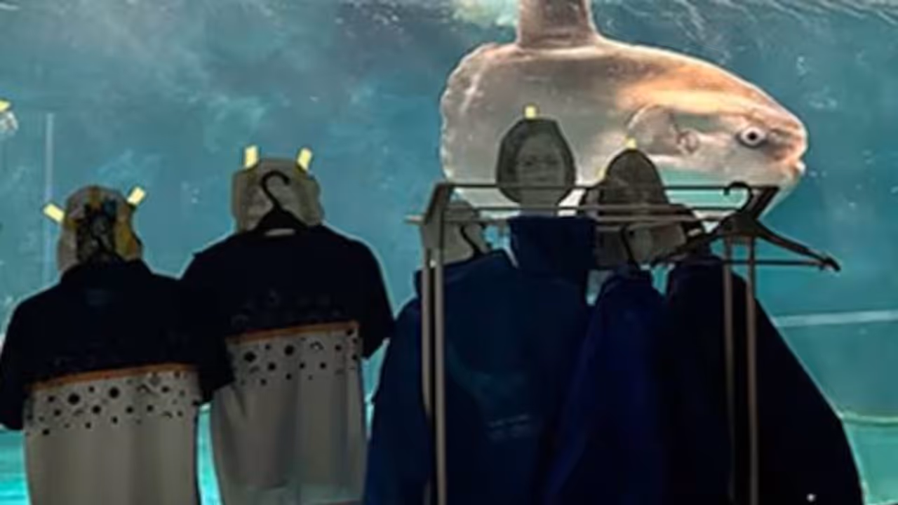 മീനിന് എന്താ സങ്കടം വന്നൂടെ? ആളുകളെ കാണാതെ മത്സ്യം 'ദുഃഖത്തിൽ', വേറെ ലെവൽ പരിഹാരവുമായി അക്വേറിയം മീനിന് എന്താ സങ്കടം വന്നൂടെ? ആളുകളെ കാണാതെ മത്സ്യം 'ദുഃഖത്തിൽ', വേറെ ലെവൽ പരിഹാരവുമായി അക്വേറിയം