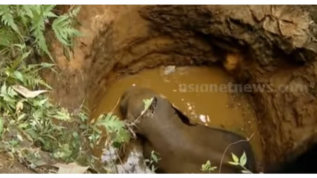 18 മണിക്കൂർ നേരത്തെ അനിശ്ചിതത്വം തീർന്നു; കിണറ്റിൽ വീണ കാട്ടാനയെ പുറത്തെത്തിക്കാൻ ശ്രമം തുടരുന്നു 18 മണിക്കൂർ നേരത്തെ അനിശ്ചിതത്വം തീർന്നു; കിണറ്റിൽ വീണ കാട്ടാനയെ പുറത്തെത്തിക്കാൻ ശ്രമം തുടരുന്നു