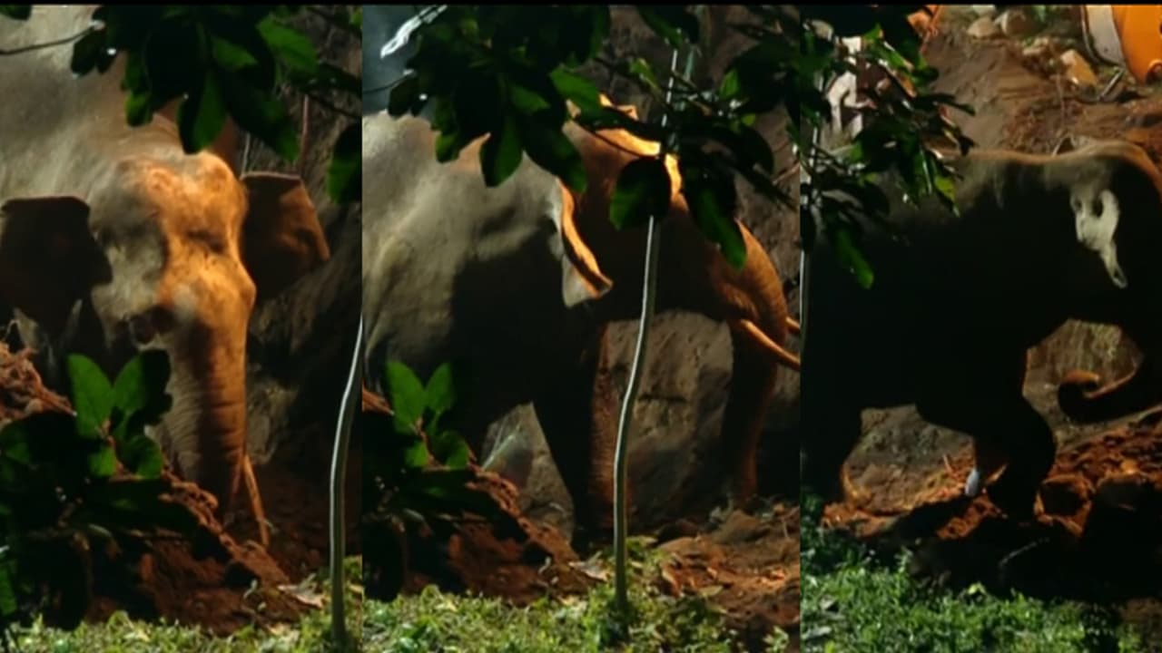 ഒടുവിൽ ആശ്വാസം! മണിക്കൂറുകള് നീണ്ട അനിശ്ചിതത്വത്തിന് വിരാമം; കിണറ്റിൽ വീണ കൊമ്പൻ കരകയറി ഒടുവിൽ ആശ്വാസം! മണിക്കൂറുകള് നീണ്ട അനിശ്ചിതത്വത്തിന് വിരാമം; കിണറ്റിൽ വീണ കൊമ്പൻ കരകയറി