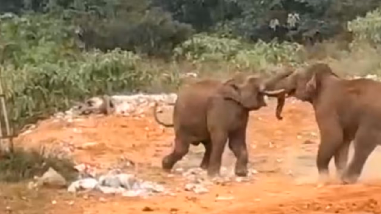முதுமலையில் நடு ரோட்டில் சண்டைபோட்ட காட்டு யானைகள்.! அலறி அடித்து ஓடிய சுற்றுலா பயணிகள்