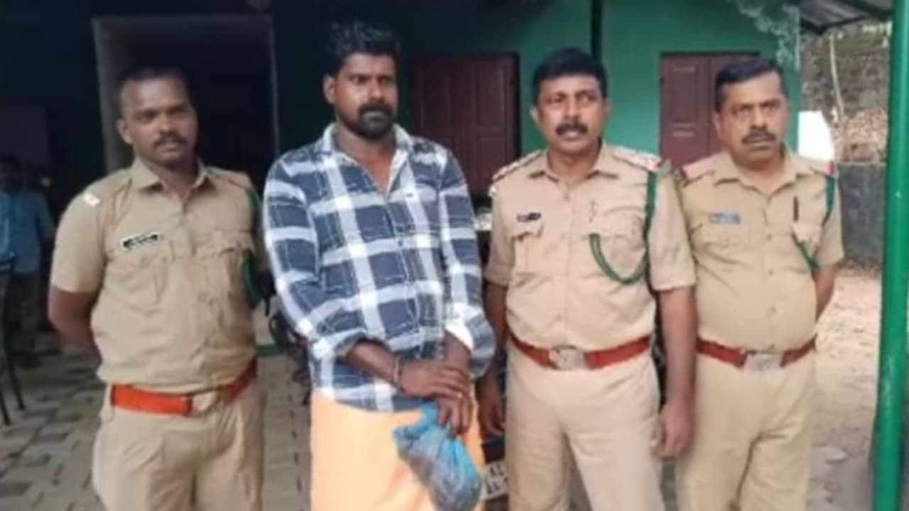 ശല്യം കാരണം വനം വകുപ്പുകാർ കാട്ടുപന്നിയെ വെടിവെച്ചുകൊന്നു; കുഴിച്ചിട്ടവർ രാത്രിയെത്തി കൊണ്ടുപോയി കറിയാക്കി ശല്യം കാരണം വനം വകുപ്പുകാർ കാട്ടുപന്നിയെ വെടിവെച്ചുകൊന്നു; കുഴിച്ചിട്ടവർ രാത്രിയെത്തി കൊണ്ടുപോയി കറിയാക്കി