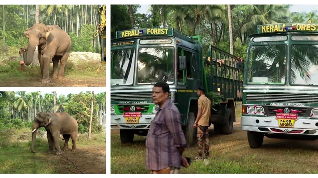 വയനാട്ടിൽ നിന്ന് വിക്രമും സുരേന്ദ്രനുമെത്തി; ഇന്നലെ കരകയറ്റിയ കാട്ടാനയെ കുങ്കിയാനകൾ ഉൾക്കാട്ടിലേക്ക് തുരത്തും വയനാട്ടിൽ നിന്ന് വിക്രമും സുരേന്ദ്രനുമെത്തി; ഇന്നലെ കരകയറ്റിയ കാട്ടാനയെ കുങ്കിയാനകൾ ഉൾക്കാട്ടിലേക്ക് തുരത്തും