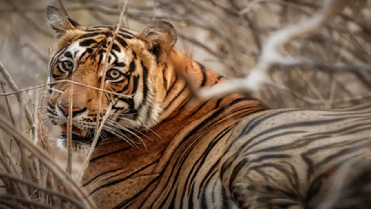 ಬಾಂಗ್ಲಾದ ಅರಣ್ಯದಲ್ಲಿ ಇರಲು ಇಚ್ಚಿಸದೆ ಭಾರತಕ್ಕೆ ವಲಸೆ ಬರುತ್ತಿರುವ ಹುಲಿಗಳು! ಕಾರಣವೇನು? ಬಾಂಗ್ಲಾದ ಅರಣ್ಯದಲ್ಲಿ ಇರಲು ಇಚ್ಚಿಸದೆ ಭಾರತಕ್ಕೆ ವಲಸೆ ಬರುತ್ತಿರುವ ಹುಲಿಗಳು! ಕಾರಣವೇನು?