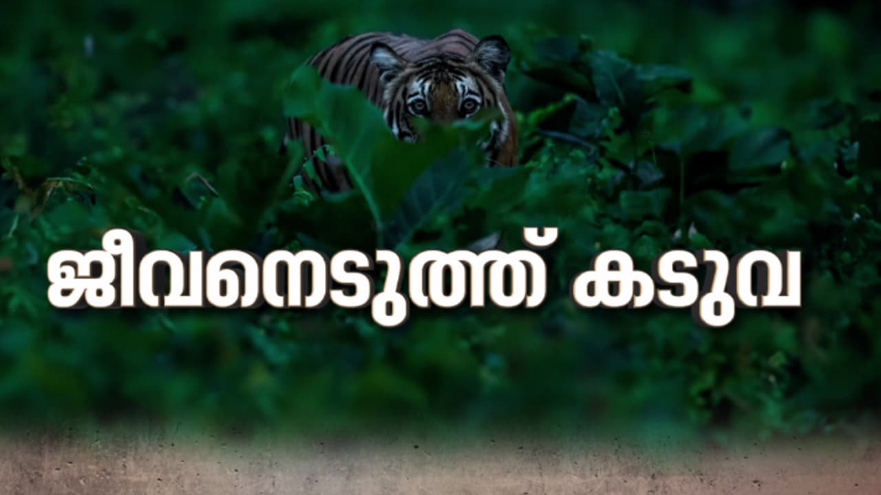 നരഭോജി കടുവക്കായി സർവസന്നാഹവുമായി വനംവകുപ്പ്; പഞ്ചാര കൊല്ലിയിൽ നിരോധനാജ്ഞ,ക്യാമറ ട്രാപ്പും കൂടും സ്ഥാപിച്ചു