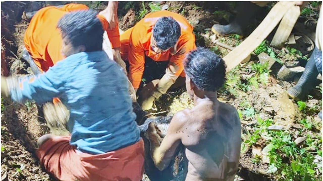 പുല്ലുതിന്നുന്നതിനിടെ അഞ്ചടിയോളം ആഴമുള്ള ചളി നിറഞ്ഞ കുഴിയിലേക്ക് വീണു, പശുവിനെ രക്ഷപെടുത്തിയത് അഗ്നിരക്ഷാ സേന പുല്ലുതിന്നുന്നതിനിടെ അഞ്ചടിയോളം ആഴമുള്ള ചളി നിറഞ്ഞ കുഴിയിലേക്ക് വീണു, പശുവിനെ രക്ഷപെടുത്തിയത് അഗ്നിരക്ഷാ സേന
