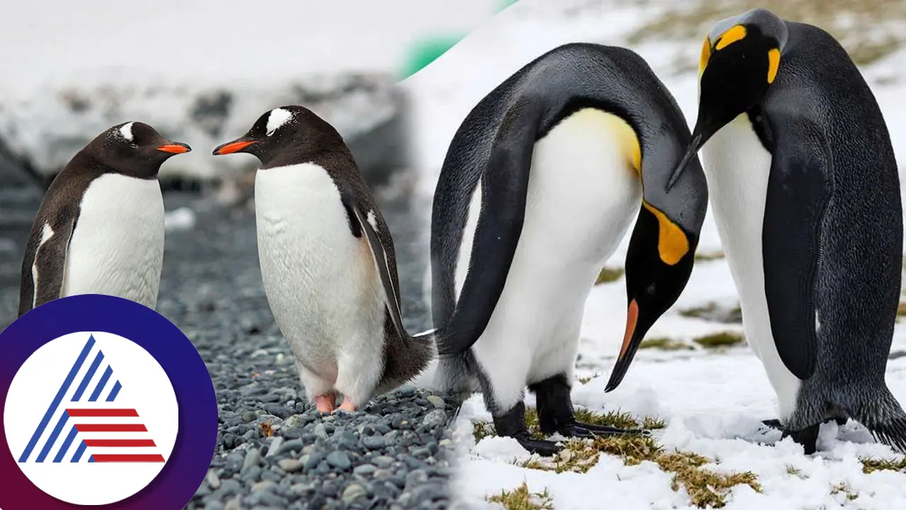 ಪೆಂಗ್ವಿನ್​ಗಳಲ್ಲೂ ಅಕ್ರಮ ಸಂಬಂಧ, ಡಿವೋರ್ಸ್! ಪಕ್ಷಿ ಪ್ರಪಂಚದ ನಂಬಲಸಾಧ್ಯ ಕೌತುಕ ತೆರೆದಿಟ್ಟ ಸಂಶೋಧಕರು