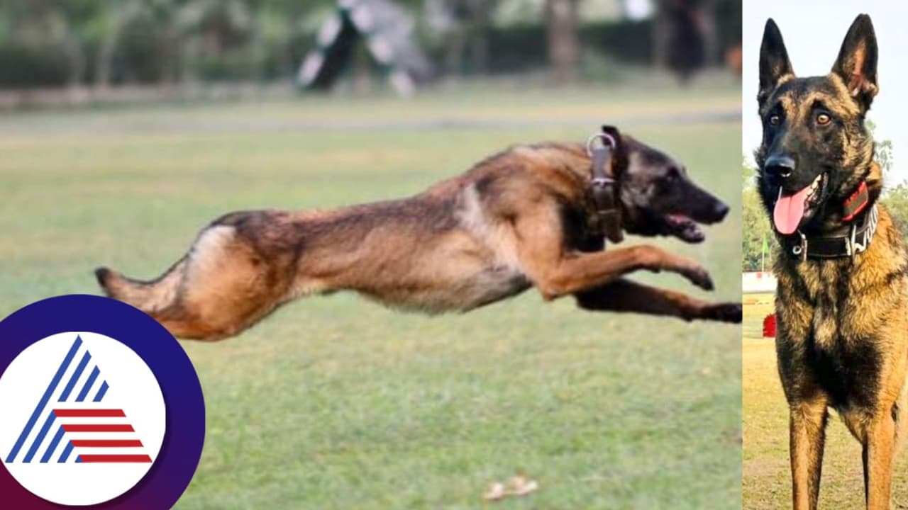 Republic Day: ಭಯೋತ್ಪಾದಕರ ಗುಂಡಿಗೆ ಎದೆಕೊಟ್ಟಿದ್ದ ಸೇನಾ ಶ್ವಾನ ಫ್ಯಾಂಟಮ್‌ಗೆ ಮರಣೋತ್ತರ MiD ಪುರಸ್ಕಾರ!