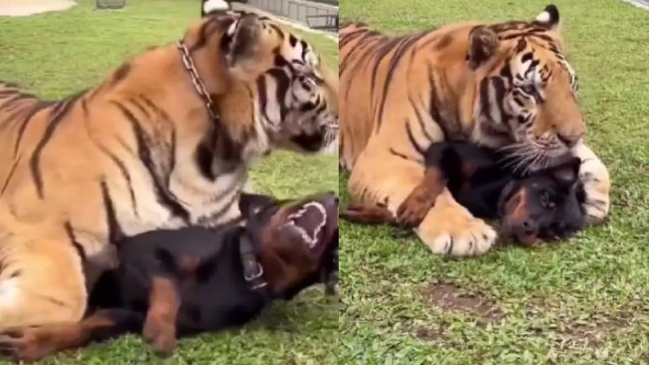 పులి, కుక్క దోస్తీ.. ఇలాంటి స్నేహం మీరెప్పుడూ చూసి ఉండరు!