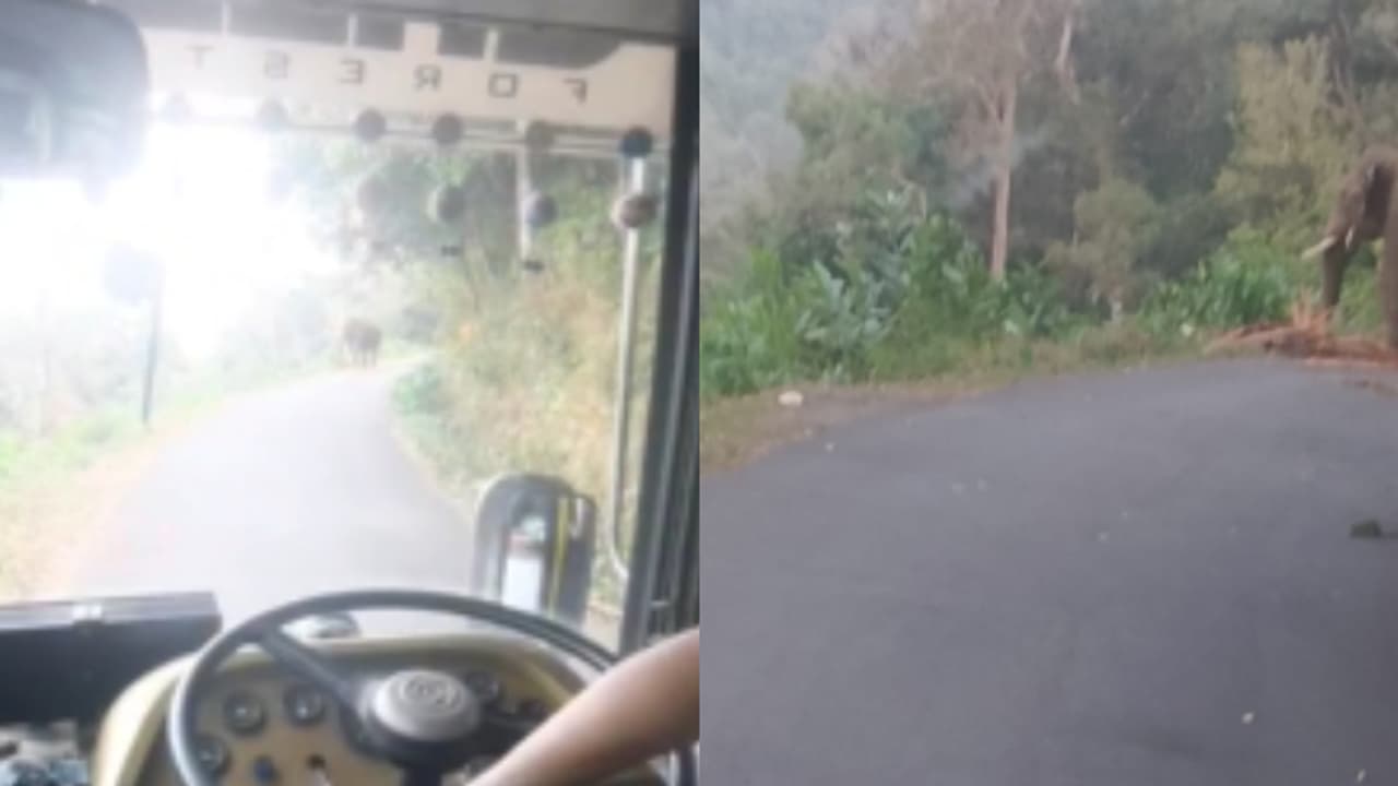 മലക്കപ്പാറക്ക് സമീപം പത്തടിപ്പാലത്ത് കാട്ടാന റോഡിലിറങ്ങി, 3 മണിക്കൂര്‍ ഗതാഗതം തടസപ്പെട്ടു