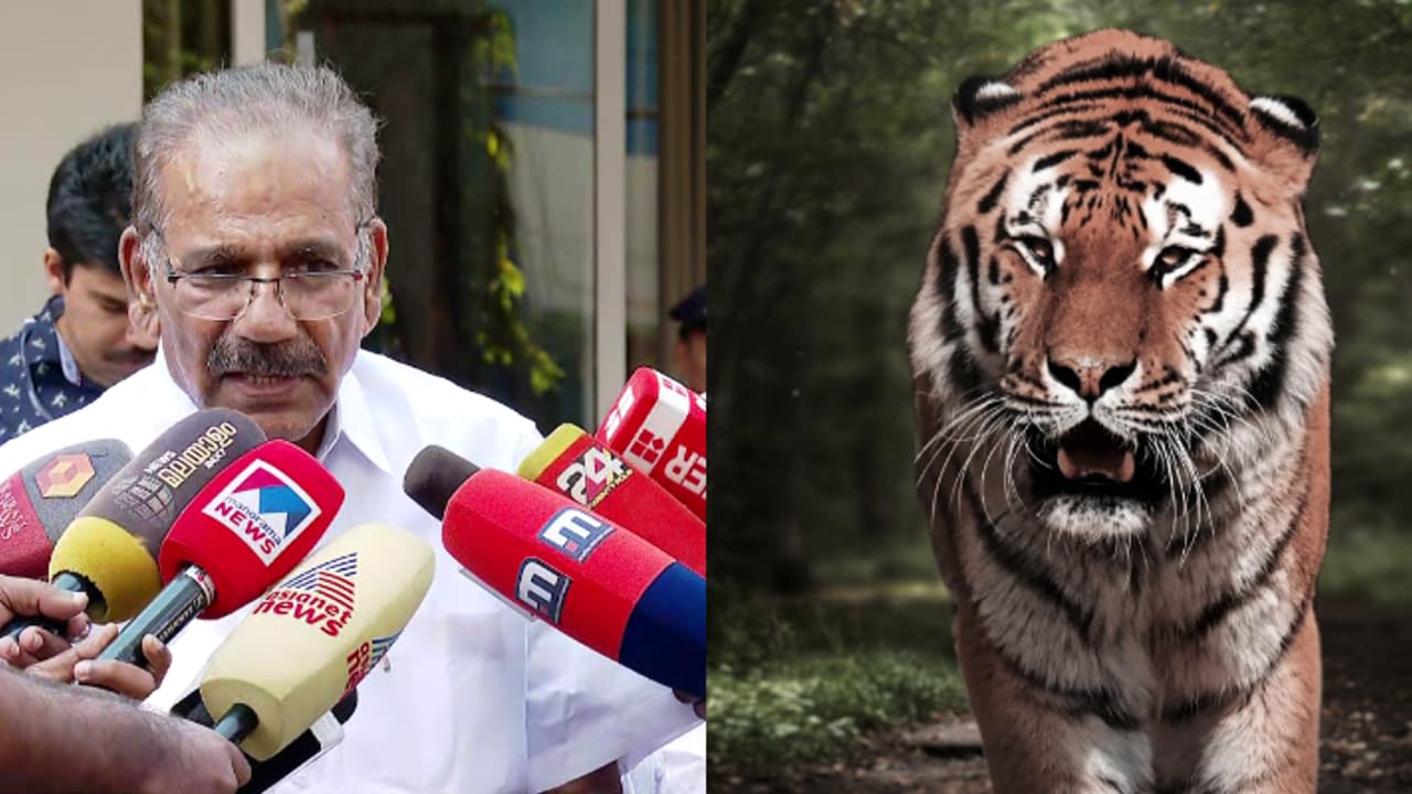 പഞ്ചാരക്കൊല്ലിയിലെ കടുവ നരഭോജി; സുപ്രധാന തീരുമാനമെടുത്ത് സർക്കാർ, വെടിവെച്ച് കൊല്ലാനുള്ള തടസം നീങ്ങി