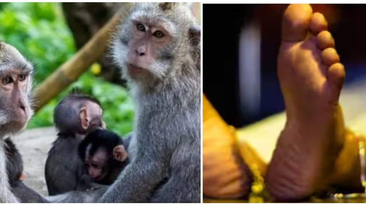 കുരങ്ങൻമാർ പെൺകുട്ടിയെ ടെറസിൽ നിന്ന് താഴേയ്ക്ക് തള്ളിയിട്ടു; വിദ്യാർത്ഥിനിയ്ക്ക് ദാരുണാന്ത്യം, സംഭവം ബിഹാറിൽ