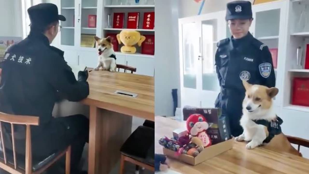 അച്ചടക്ക ലംഘനം; ജോലിസ്ഥലത്ത് ഉറങ്ങി, ഭക്ഷണ പാത്രത്തിൽ മൂത്രമൊഴിച്ചു, പൊലീസ് നായയുടെ ബോണസ് പോയി അച്ചടക്ക ലംഘനം; ജോലിസ്ഥലത്ത് ഉറങ്ങി, ഭക്ഷണ പാത്രത്തിൽ മൂത്രമൊഴിച്ചു, പൊലീസ് നായയുടെ ബോണസ് പോയി