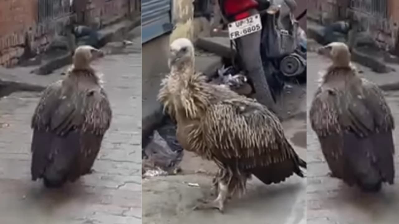 lko viral video Vultures campwell lucknow wildlife department lko viral video Vultures campwell lucknow wildlife department