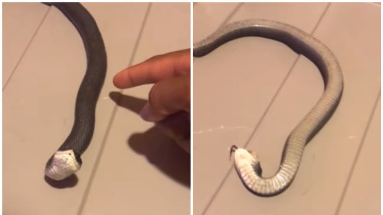 ഓസ്കാര് ലെവല് അഭിനയം ! ഒന്നു തൊട്ടാല് അഭിനയമുണരും; ഈ പാമ്പ് ഇന്സ്റ്റഗ്രാമില് വൈറല് ഓസ്കാര് ലെവല് അഭിനയം ! ഒന്നു തൊട്ടാല് അഭിനയമുണരും; ഈ പാമ്പ് ഇന്സ്റ്റഗ്രാമില് വൈറല്