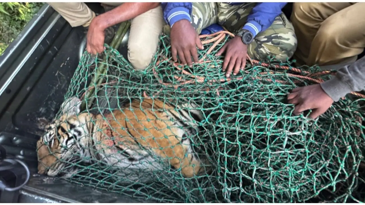 Kerala: Man eating tiger found dead in Wayanad's Pancharakolli with fatal wounds on neck