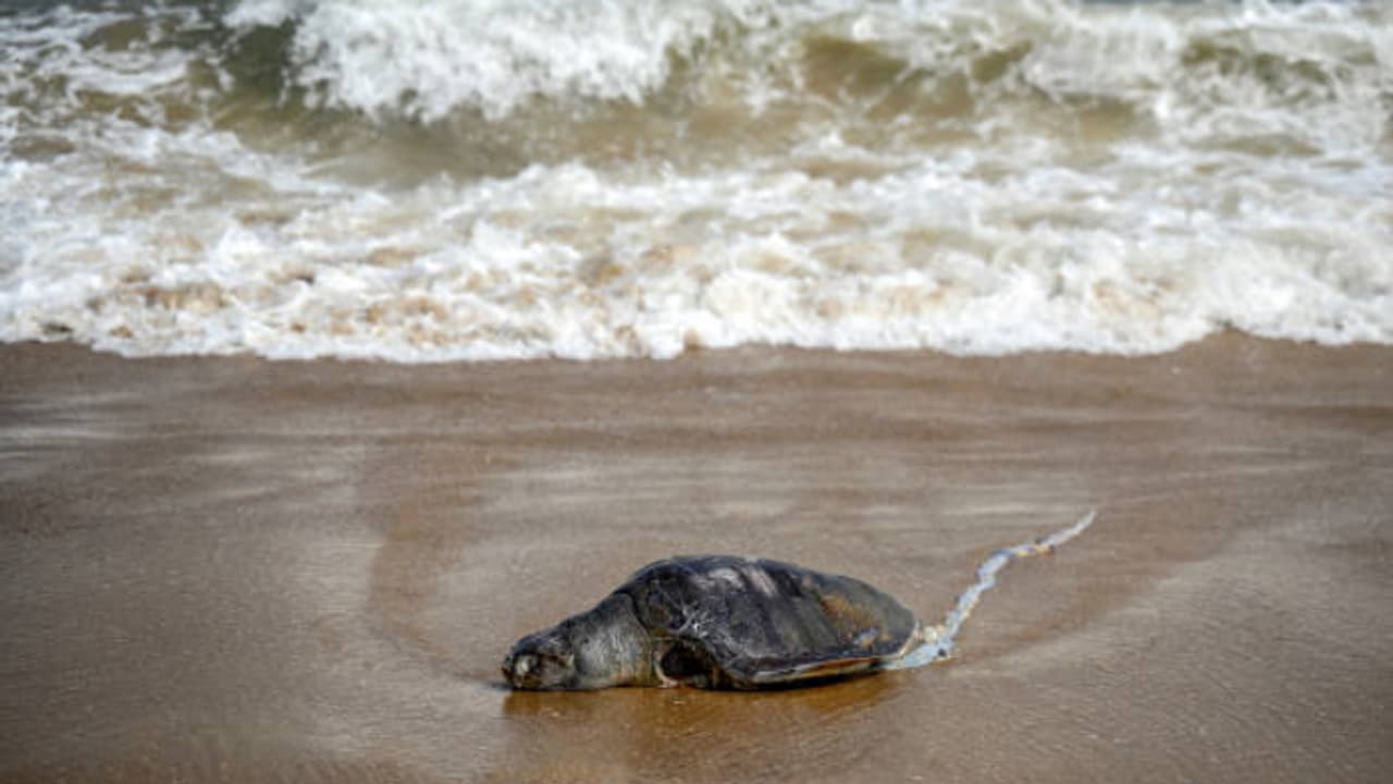 Alarming: Chennai coast sees over 1000 Olive Ridley Turtle deaths in 30 days; Report 