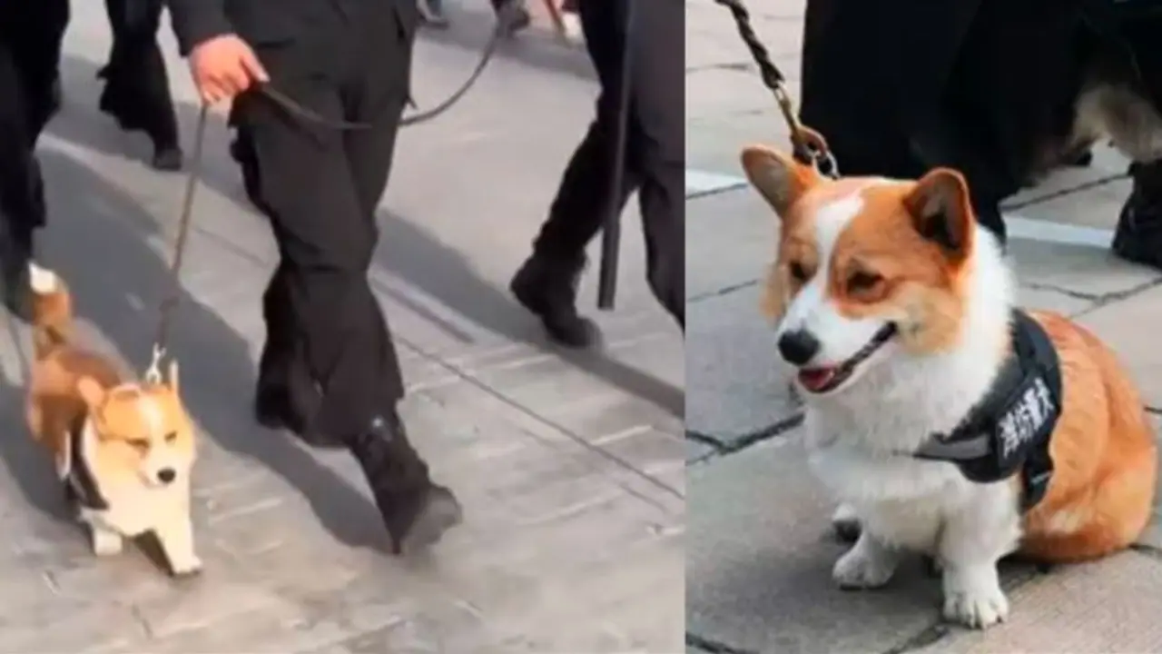 ಡ್ಯೂಟಿ ಟೈಮಲ್ಲಿ ನಿದ್ದೆ ಮಾಡಿದ ಪೊಲೀಸ್ ಡಾಗ್ಗೆ ಇಯರೆಂಡ್ ಬೋನಸ್ ಕಟ್ ...! ಡ್ಯೂಟಿ ಟೈಮಲ್ಲಿ ನಿದ್ದೆ ಮಾಡಿದ ಪೊಲೀಸ್ ಡಾಗ್ಗೆ ಇಯರೆಂಡ್ ಬೋನಸ್ ಕಟ್ ...!