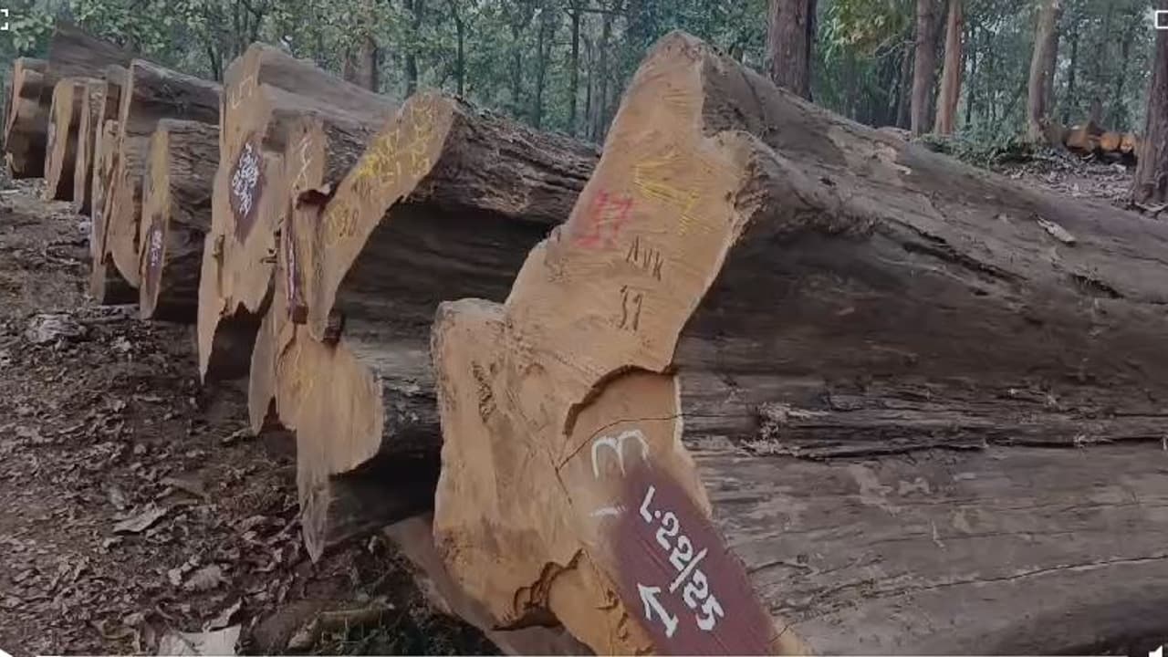 ബ്രിട്ടീഷുകാര്‍ നട്ടുവളര്‍ത്തിയ 95 വർഷം പഴക്കമുള്ള തേക്ക് തടികൾ ലേലത്തിന്; മോഹവില പ്രതീക്ഷിച്ച് വനംവകുപ്പ്