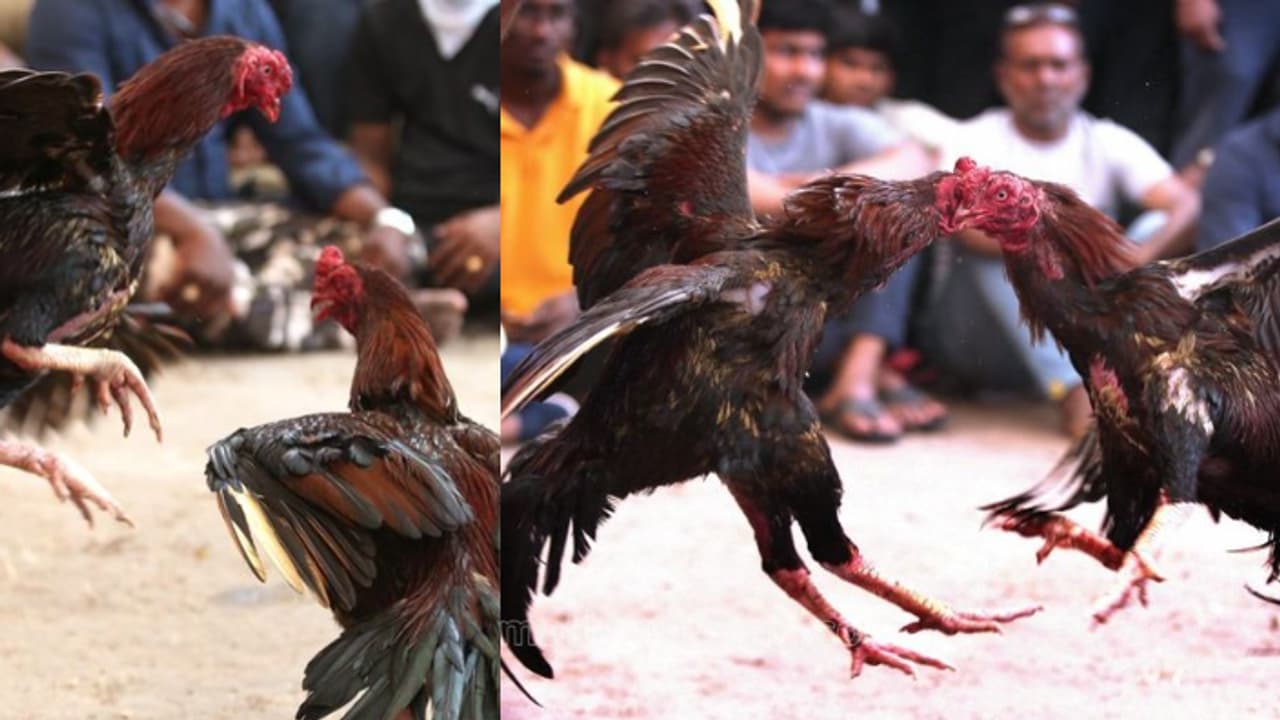 2 ലക്ഷം വരെ വില, തീറ്റ ബദാമും പിസ്തയും! നിരോധനം നീങ്ങി, തമിഴ്നാട്ടിൽ കോഴിപ്പോര് വീണ്ടും സജീവമാകുന്നു