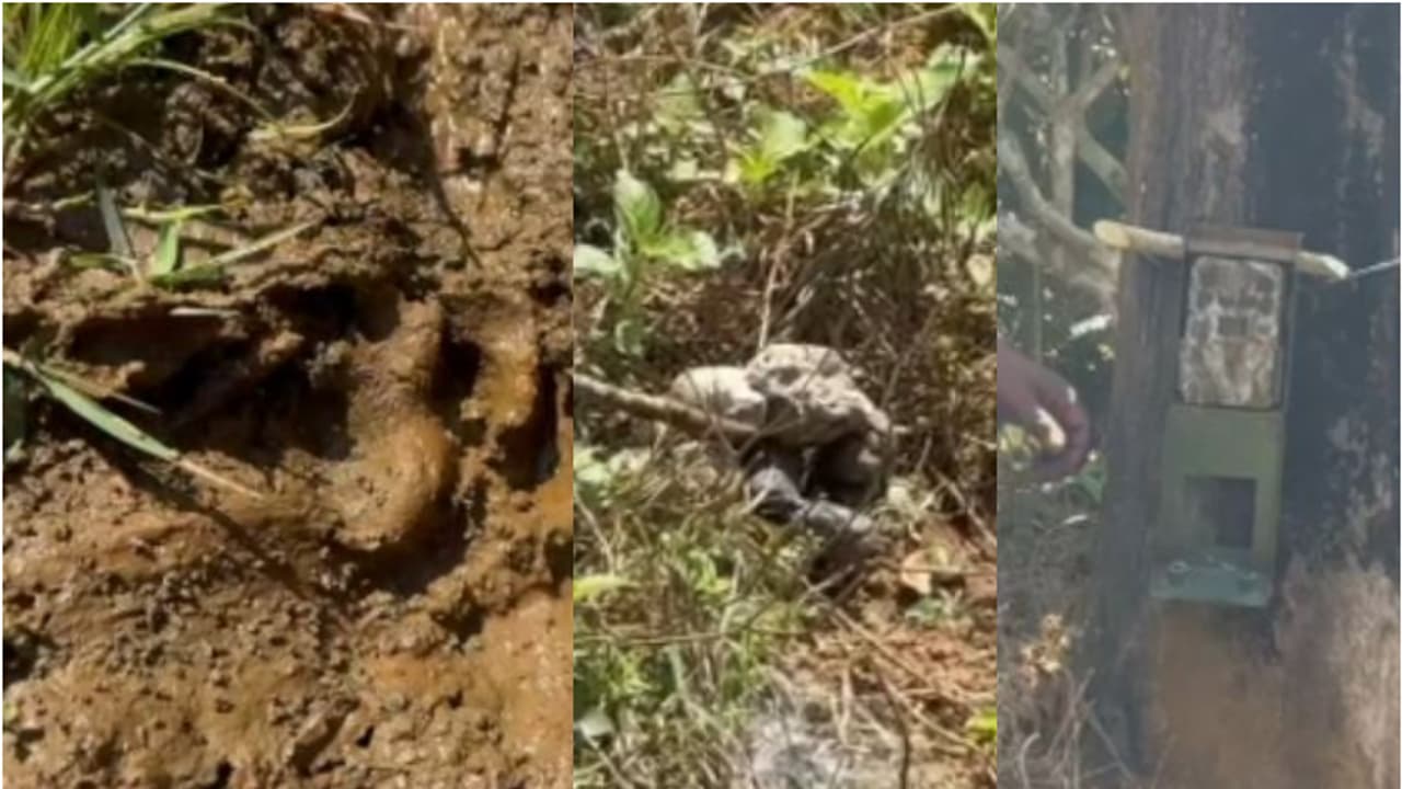 വണ്ടിപ്പെരിയാരിൽ മേയാൻ വിട്ട ആടിനെ കാണാനില്ല, തെരഞ്ഞപ്പോൾ കിട്ടിയത് ജഡം; സമീപത്ത് പുലിയുടെ കാൽപ്പാടുകൾ