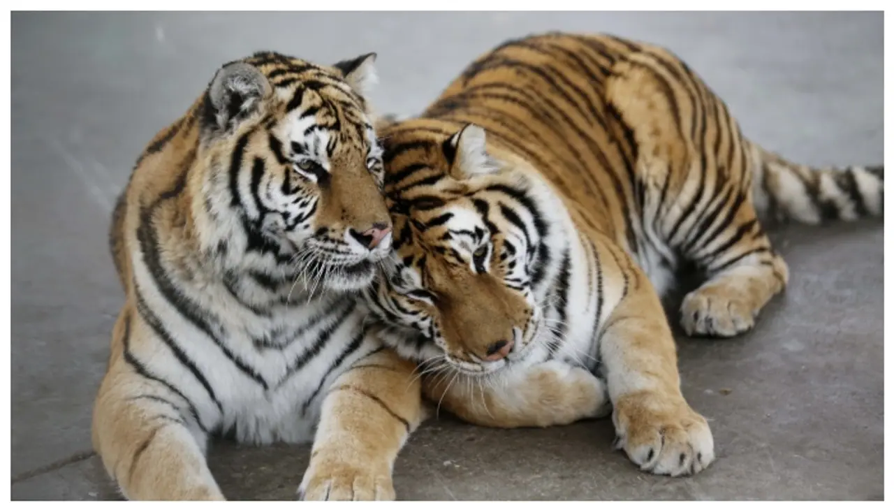 'വാതത്തിന് ബെസ്റ്റ്' എന്ന് പരസ്യം; 600 രൂപയ്ക്ക് കടുവ മൂത്രം വിറ്റ മൃഗശാലക്കെതിരെ നടപടി