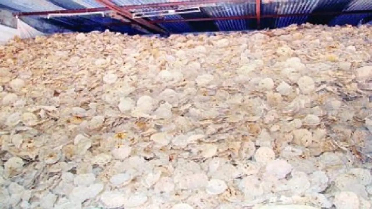 ಕೊಪ್ಪಳ: ಗವಿಸಿದ್ಧೇಶ್ವರ ಜಾತ್ರೆ ಮಹಾದಾಸೋಹಕ್ಕೆ 20 ಲಕ್ಷ ರೊಟ್ಟಿ! ಕೊಪ್ಪಳ: ಗವಿಸಿದ್ಧೇಶ್ವರ ಜಾತ್ರೆ ಮಹಾದಾಸೋಹಕ್ಕೆ 20 ಲಕ್ಷ ರೊಟ್ಟಿ!