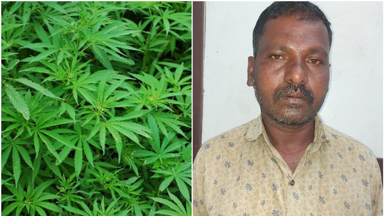 വ്യക്തിവൈരാ​ഗ്യം, സ്വന്തം മകന്റെ കടയിൽ കഞ്ചാവ് ഒളിപ്പിച്ചു; ഒന്നാം പ്രതി അച്ഛന്റെ കൂട്ടാളി പിടിയിൽ