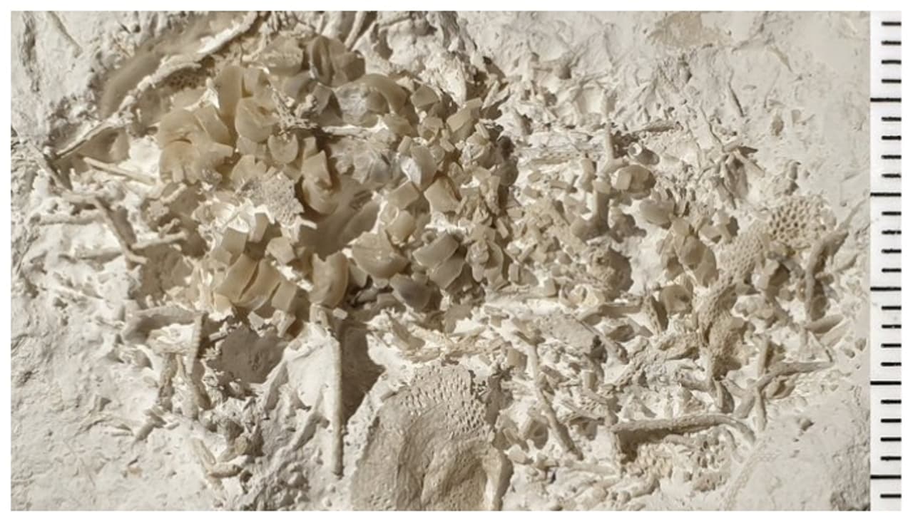 കണ്ടാൽ തീരത്ത് അടിഞ്ഞ മാലിന്യം; പരിശോധനയിൽ തെളിഞ്ഞത് ആറ് കോടി അറുപത് ലക്ഷം വർഷം പഴക്കമുള്ള മത്സ്യ ഛർദ്ദി